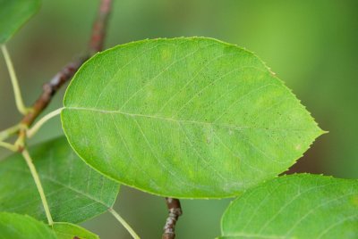 Amelanchier canadensis - muchovník kanadský - list